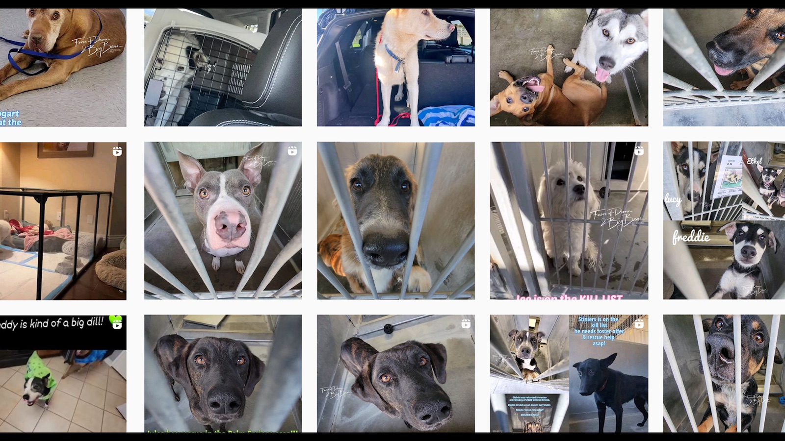 #Save This Dog — Still 4