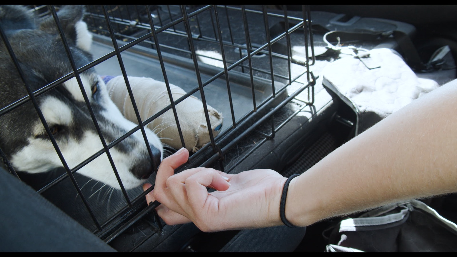 #Save This Dog — Still 2