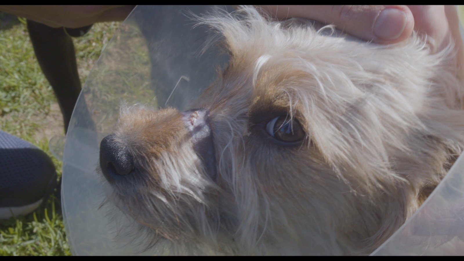 #Save This Dog — Still 5
